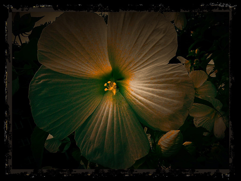 MoonFlower